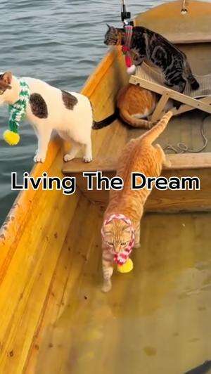 Join Boss Cat on his whisker wonders filled fishing adventures, where pawsitive vibes and purring joy fill the air! This purrfect life is fu