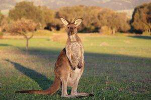 Kanguru: Si Pelompat Handal dengan Kantung Ajaib! 

 #Kanguru #FaktaHewan #HewanUnik #EdukasiHewan #Wildlife #AnimalFacts #HewanLangka #Aust