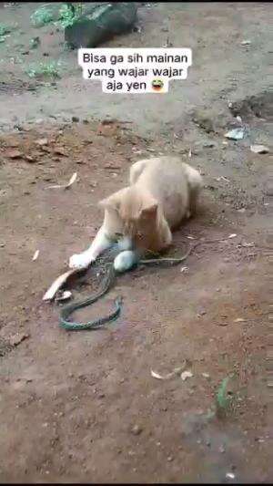 MAINAN YANG TAK BIASA

#kucinglucu #kucingoyen #catlovers #pencintakucing #kucinggemoy #kucinggemes #sahabarkucing