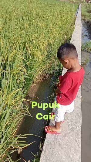 pupuk cair alami 😂


 #petani  #padi  #petanimuda 