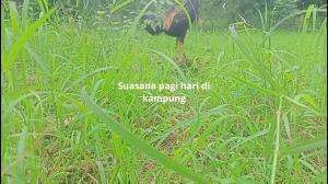 kampung halaman adalah suatu tempat yg tak bisa terlupakan sampai kapanpun ###