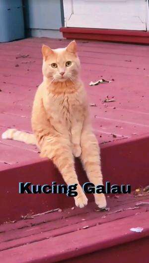 Kucingnya Lgi Galau nih 😹😼
 #Kucing  #kucingoyen  #kucinglucu  #duniakucing #kucingnya bt 