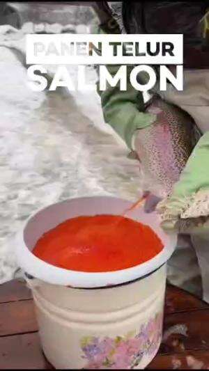 panen telur salmon #Salmon  #panen
 #fypシ゚viral 