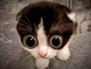 Anak Kucing Tangkap Tikus #Kucing
