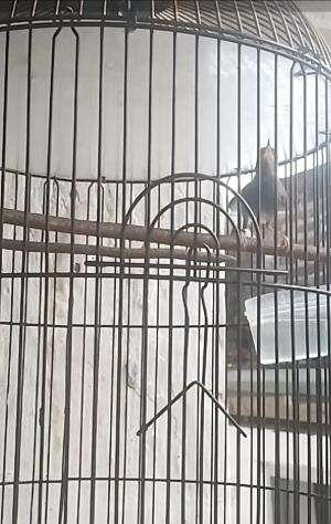 Prenjak Kepala Merah Gacor #omahprenjak  #prenjakgacor 