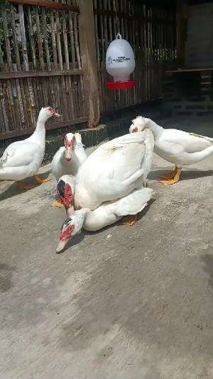 proses perkembangbiakan entok