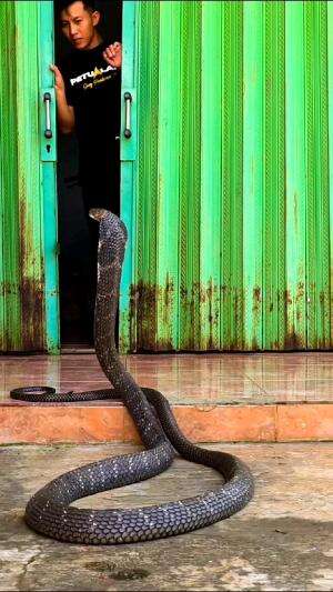 pagi2 udah ada yang bertamj guys ..
#shortplus #shorts #short 