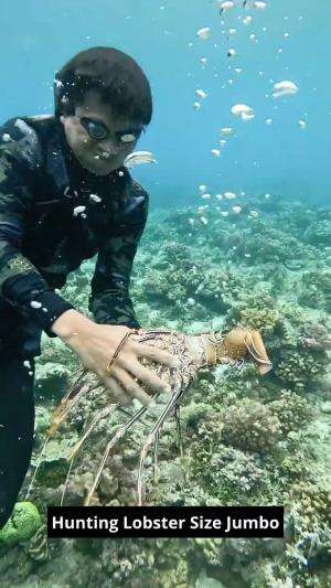 Hunting Lobster Size Jumbo #hunting #Lobster #bigsize #jumbo #Jumbo #RCTIPlus