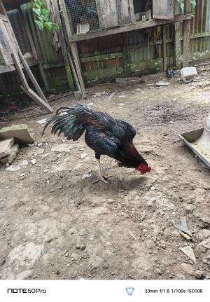  Belajar Ternak Ayam Bangkok X Kampung Skala Rumahan  #ayambangkok #ternakayam #ternakayamsendiri 