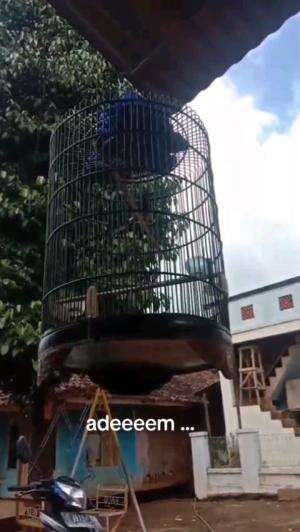Indahnya suara burung
 #burungkicau  #suaraburung  #viral  #trending  #RCTIoke  #HomeOfTalentRCTIPlus  #rctiofficial 