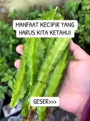 Kecipir punya banyak manfaat😃 #edukasi #fyp #fypシ゚viral #trending #foryou #RCTIPlus #HOTrctiplus 