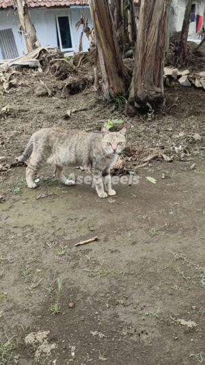 Kucing Kampung tapi bulunya mulus #kucing #kampung 