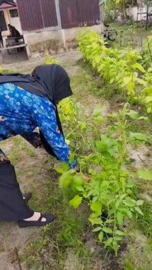 Kegiatan berkebun di SDN 09 DANAU PERADAH pelajaran P5  #P5 #Berkebun 
