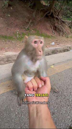 monyet yang galak  #shortplus #short #monyet #videolucu 