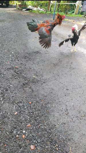 coba adu otot ayam bangkok