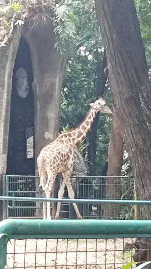 Jerapah si leher panjang

#animal 
#binatang
#ragunan
#jerapah
