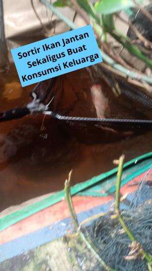 Sortir Jantan Di Kolam
Sekaligus Buat Konsumsi
Keluarga 🐟🐠🐟