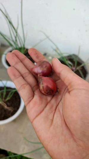 Kalo udah pakai cara ini, nggak perlu repot beli bawang lagi ke pasar. Menanam bawang merah di pekarangan rumah!