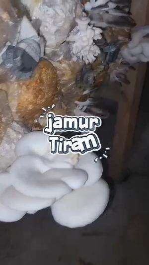 Cita cita mulia ketua kelompok tani, mari aminkan ...! #jamurtiram #petanimilenial #budidayajamurtiram  #budidaya 
