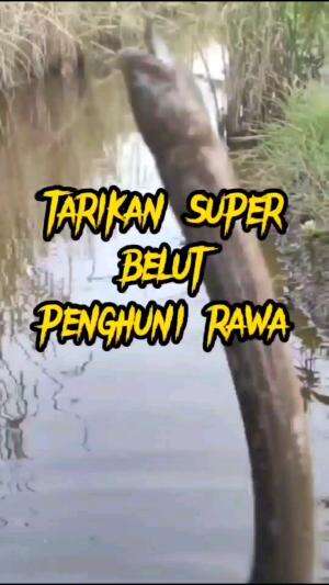 penghuni rawa
