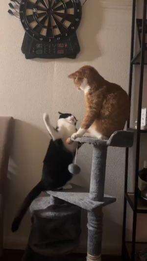 Kucing berkelahi lucu 

 #Kucing #videolucu 
