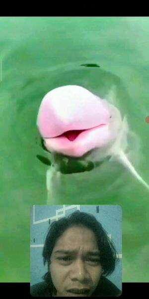 😱Apa Iya Ini Beneran Lumba Lumba😬Kok Bisa ya 
#fypシ゚viral #reaction #shortplus #funny #RCTIPlus 