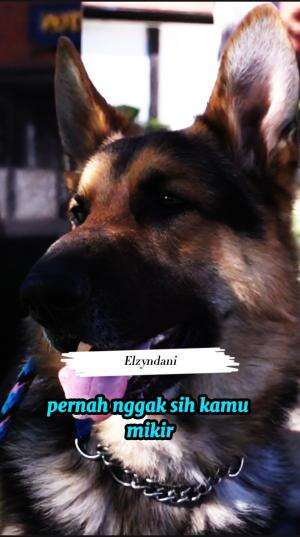 TAHU NGGAK SIH?
#Elzyndani