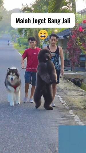 booba malah goyang bang jali 😩😂 
 #trending  #1TRENDING  #fyp  #Viral  #videolucu  #ada aja kelakuan lucu hewan 