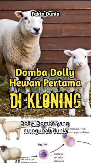 FAKTA DUNIA: Hewan pertama yang dikloning, namanya Dolly
#fakta #faktadunia #faktaunik #berita #domba #animals 