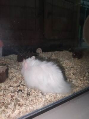 hammie🐹✨ #hamster #hamstersyrian
