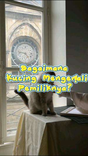 bagaimana kucing mengenali majikannya?  #kucing #peliharaan #kucinglucu