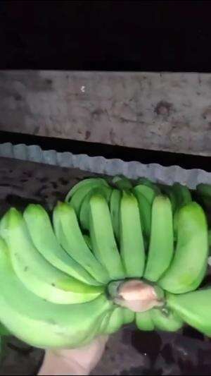 Panen pisang lavendhis #edukasi #fyp #fypシ゚viral #trending #foryou #RCTIPlus #HOTrctiplus #Berkebun 