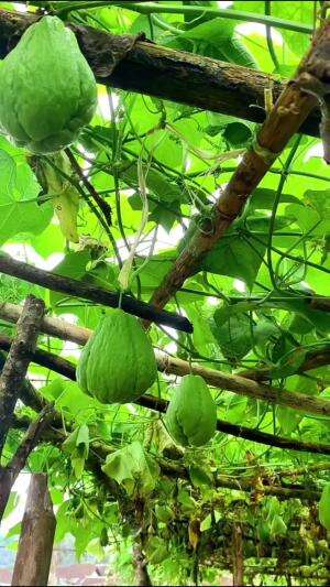 Panen labu Siam #Berkebun #edukasi #fyp #fypシ゚viral #trending #foryou #RCTIPlus #HOTrctiplus