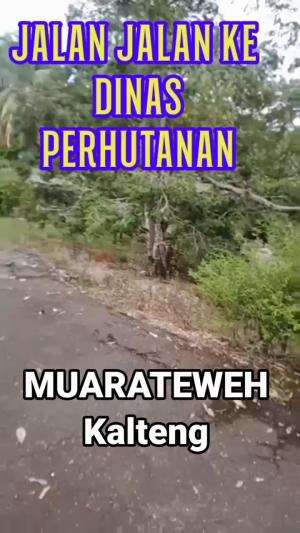 JALAN JALAN KE DINAS PERHUTANAN