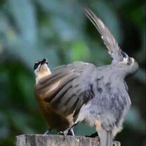 #burung #burungkicau #birds 