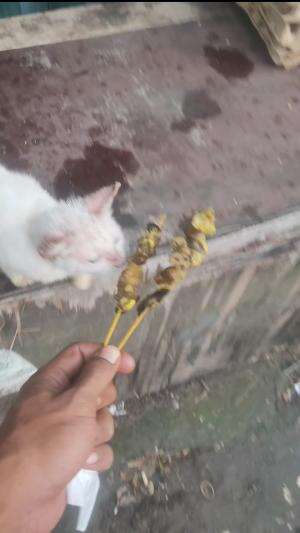 kasih makanan #hewan #Kucing 