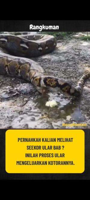 PROSES ULAR BAB #faktaunik  #faktamenarik  #faktadunia 
