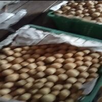 LANGSAT PONTI 
 #jualanlagi
 #larismanis
