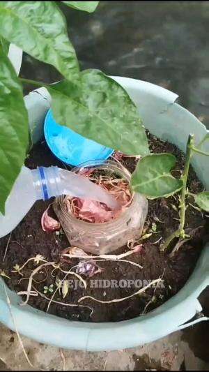 Pupuk organik kulit bawang merah #pupukorganik #pupukkulitbawang