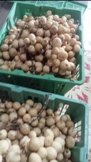 READY LAH KURMA JUKUNG NYA 
 #apapunpilihannyaituygterbaik 
 #yangpalinglaris 