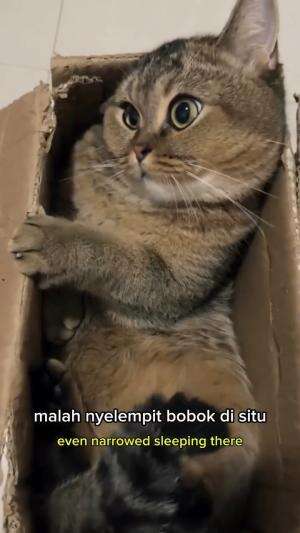 bobok di kardus..

#HOTrctiplus #shortplus #kucingoyen #duniakucing