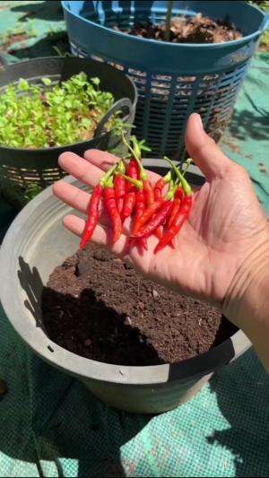 #Berkebun #fyp #fypシ゚viral #trending #foryou #RCTIPlus #HOTrctiplus 