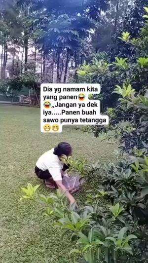 Di Ajaknya Kita Suruh panen Buah sawo😁😁
 #Sekali panen cukup untuk satu keluarga #panen dan langsung jual 👍 #bismillahfyp #fypage #malahfyp 