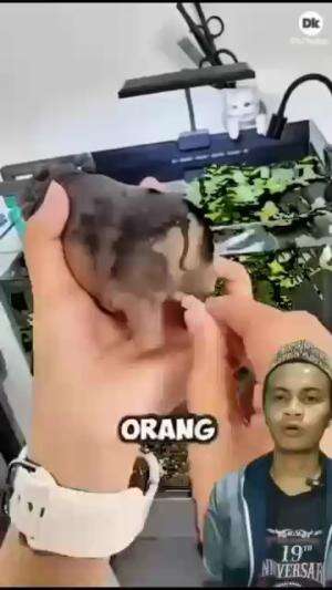 kudanil yang susi 
 #aquarium 