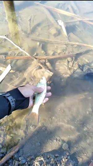 ikan hampala waduk wadas lintang‼️ #waduk #hampala #ikan #mancing #fish #fishing #mancingmania #catchandrelease #viral #fyp #fypシ  #shot #sh