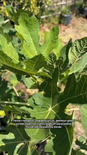 buah tin green Yordania paling mudah perawatannya #Inspirasi 