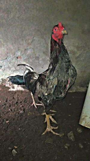 semoga mendapatkan anakan yang berkualitas ayam Bangkok Pakoy

 #fyp #trending 