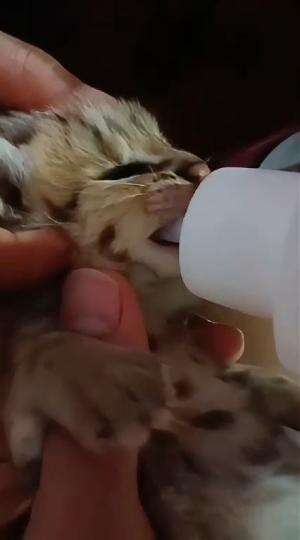 kucing kecil lagi ngedot #HOTrctiplus #shortplus #kucingoyen #duniakucing