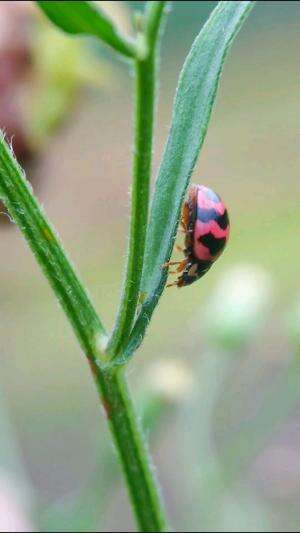 Lady bug
Kumbang macan 🐞  #macro #macroindonesia
