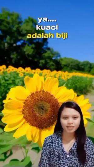 Beginilah Cara Panen Biji Bunga Matahari 